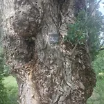 D'hotes De L'ile Du Saule Gæstehus