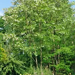 Gæstehus D'hotes De L'ile Du Saule 3*