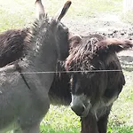 D'hotes De L'ile Du Saule 3*