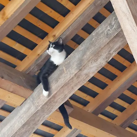 招待所 D'hotes De L'ile Du Saule