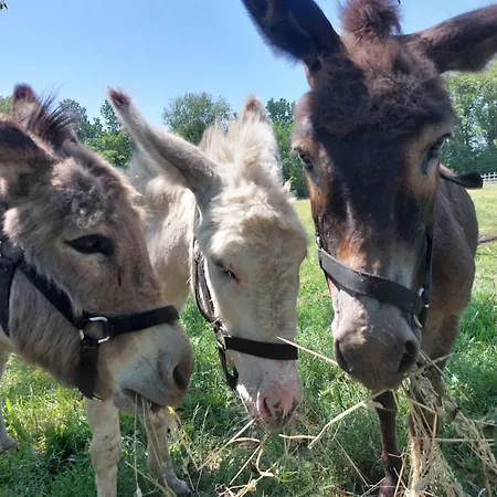 D'hotes De L'ile Du Saule Gasthuis