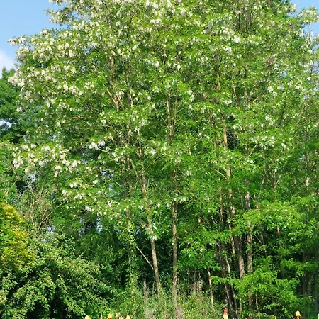 招待所 D'hotes De L'ile Du Saule 3*