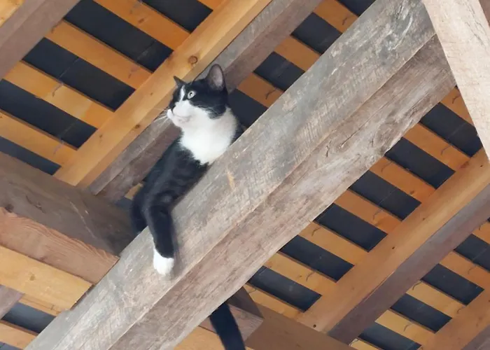 Pensionat D'hotes De L'ile Du Saule