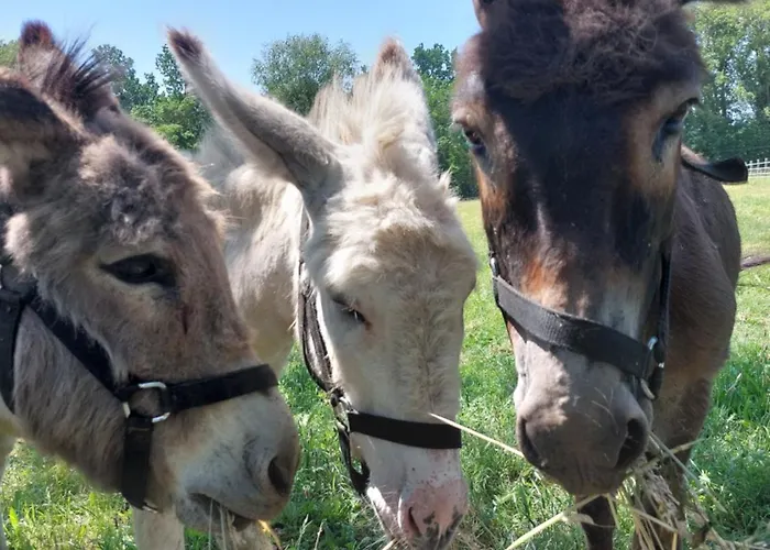 D'hotes De L'ile Du Saule Gasthuis