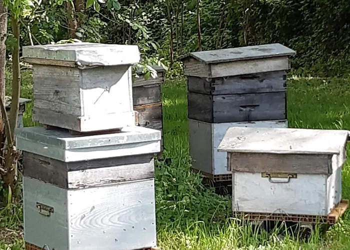 D'hotes De L'ile Du Saule Guest house