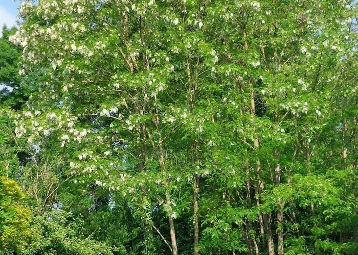 Pensionat D'hotes De L'ile Du Saule 3*