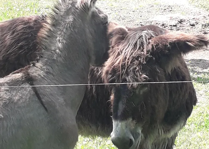 D'hotes De L'ile Du Saule 3*